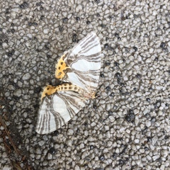 Callabraxas compositata