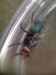 Diptera