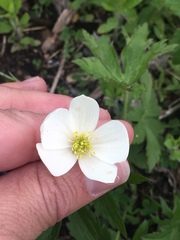 Anemonastrum canadense