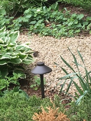 Passer domesticus