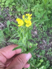 Brassicaceae