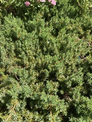 Juniperus communis