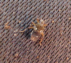 Hebridae