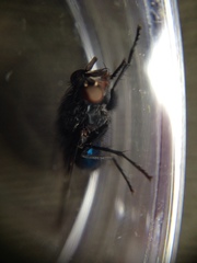 Diptera