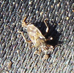 Hebridae