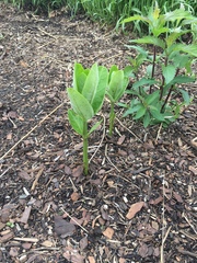 Asclepias syriaca