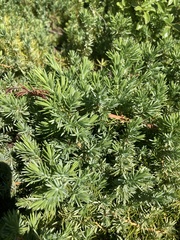 Juniperus communis