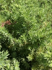 Juniperus communis