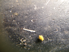 Collembola