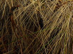 Neospondylis