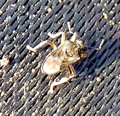 Hebridae