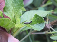 Pentatomomorpha