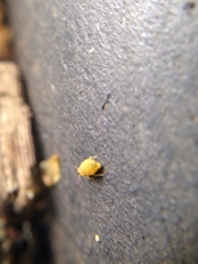 Collembola