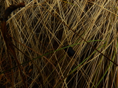 Neospondylis