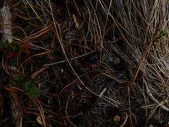 Neospondylis