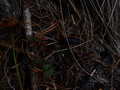 Neospondylis