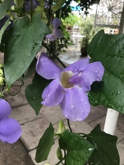 Thunbergia grandiflora