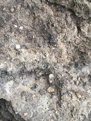 Formicidae
