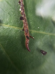 Annelida