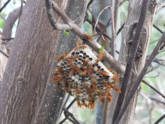 Polistes crinitus
