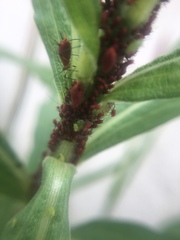 Uroleucon