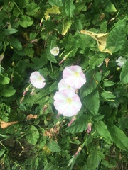 Convolvulus arvensis