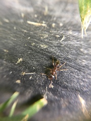 Hymenoptera
