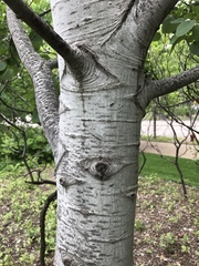 Populus tremuloides