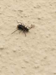 Axinotarsus pulicarius