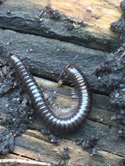 Diplopoda