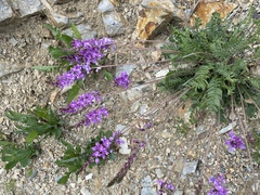 Oxytropis coerulea