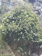 Hydrangea seemannii