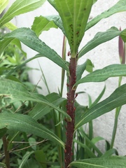 Uroleucon