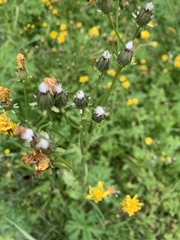 Crepis biennis