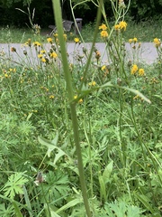 Crepis biennis