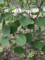 Populus tremuloides