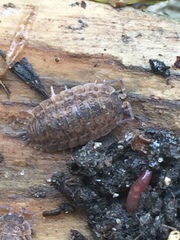 Trachelipus rathkii