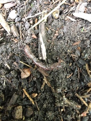 Annelida