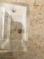 Hippodamia convergens