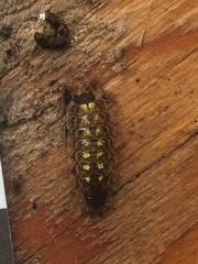 Porcellio spinicornis