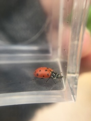 Hippodamia convergens