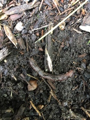 Annelida