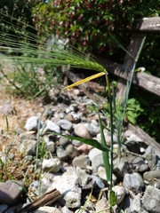 Hordeum vulgare