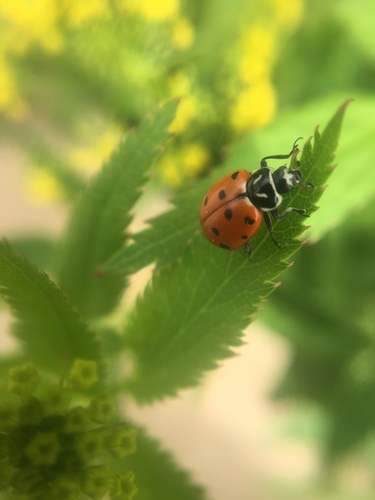 Convergent Lady Beetle photographed in Minnesota