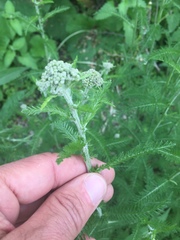 Achillea millefolium