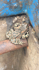 Bufotes viridis viridis