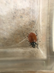 Hippodamia convergens