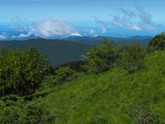 Gentiana lutea