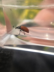Hippodamia convergens