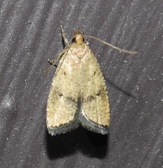 Psilocorsis quercicella